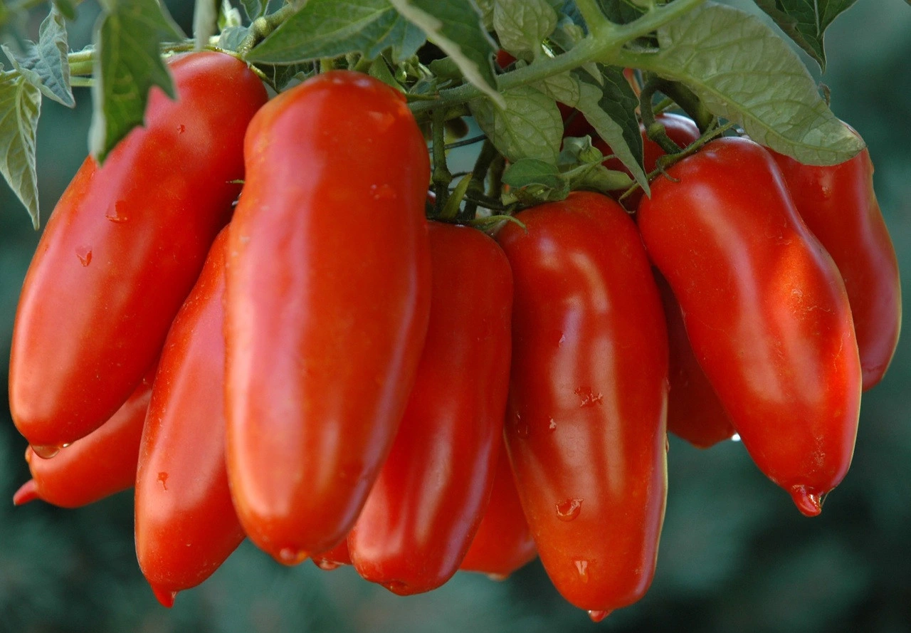 Oryginalne pomidory San Marzano